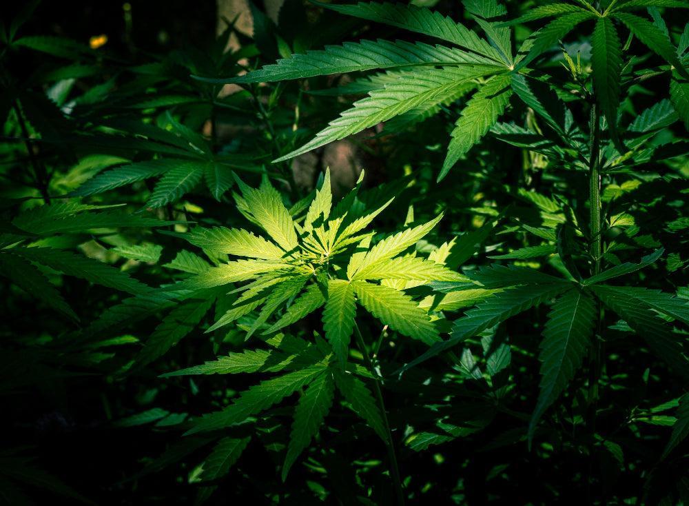 Optimális páratartalom a Cannabis magok csíráztatásához-Canapuff