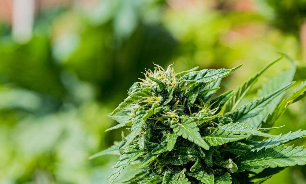 THP 420: Az új szintetikus kannabinoid bemutatása-Canapuff