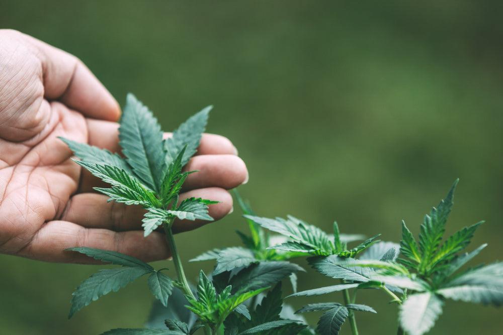Ideális feltételek a Cannabis magok számára: Áttekintés-Canapuff