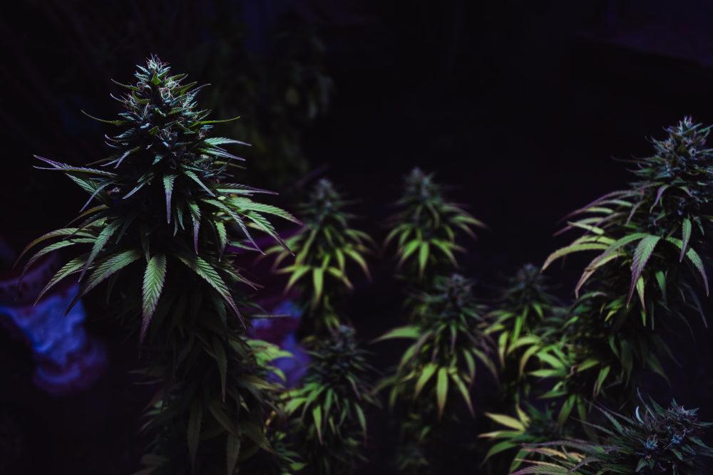 Legjobb tippek a Cannabis magok ültetéséhez és tárolásához-Canapuff
