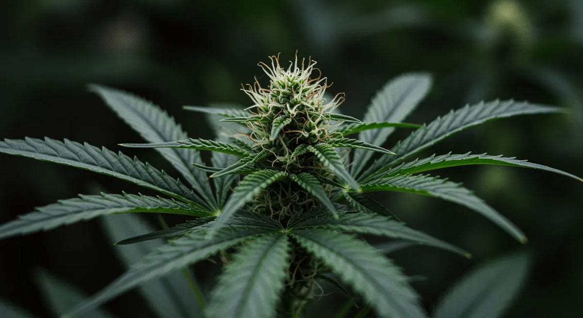 T9HC kannabinoid: Az újonnan megjelenő szintetikus vegyület rejtélyének megfejtése