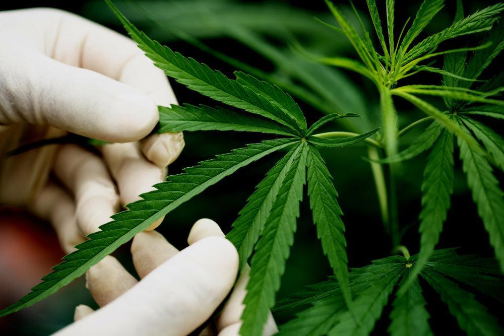 Cannabis levelek