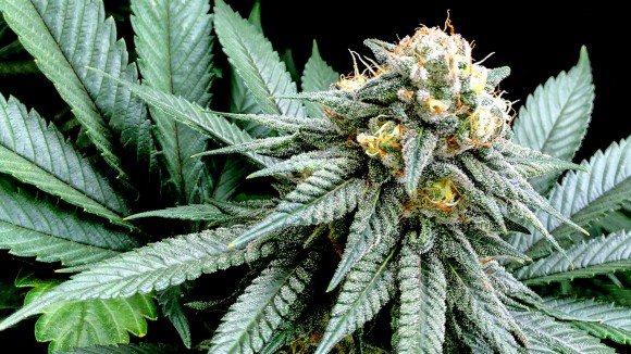 Cannabis plant with flowering bud and serrated leaves against black background