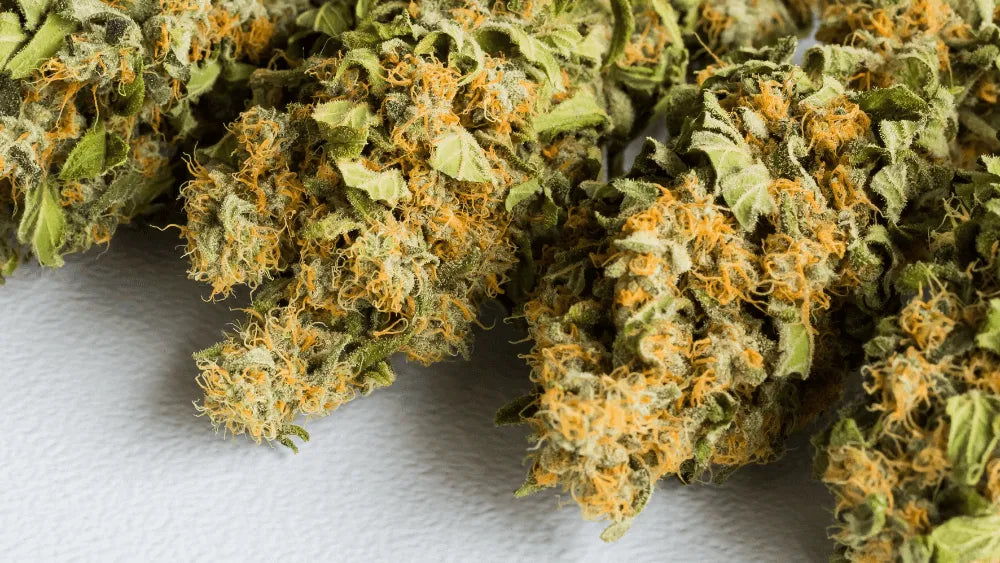 HHC PO a Cannabis Innováció Jövője