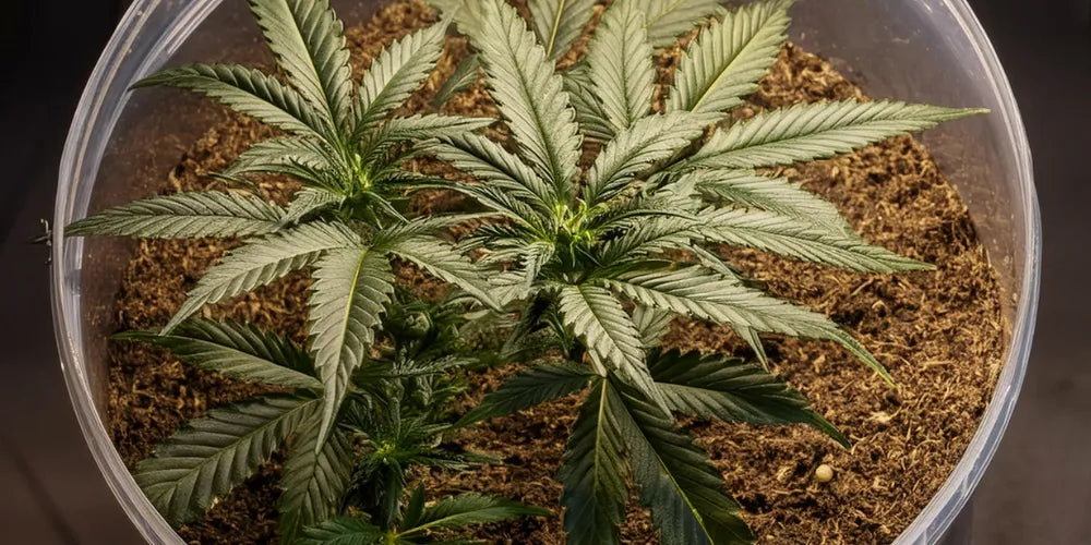 Maximalizáld a Cannabis terméshozamot: Útmutató a Greenhouse Seeds-Canapuffhoz