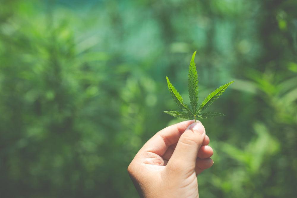 Kéz tart egy Cannabis levelet