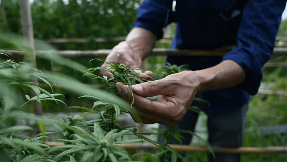 Növeld a termésedet a Cannabis Lollipoppinggal