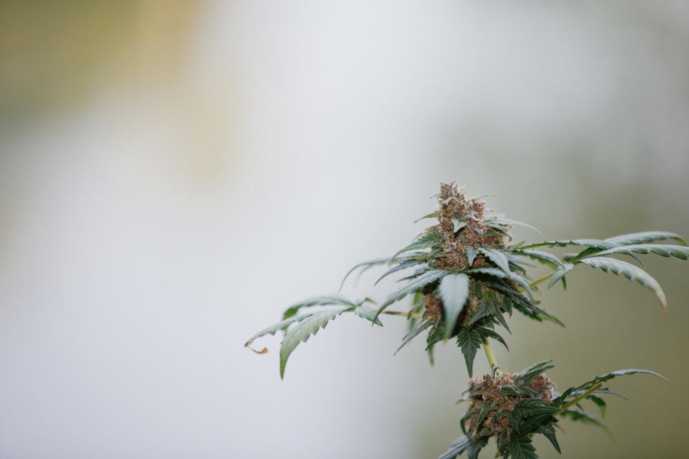 Cannabis növény