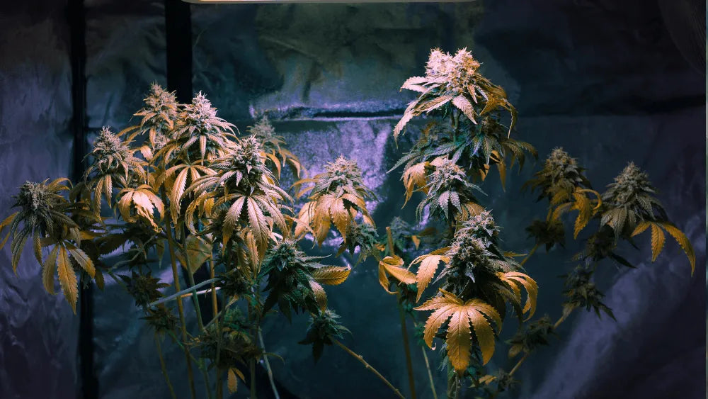 Mi az a CBDP: egy ritka kannabinoid
