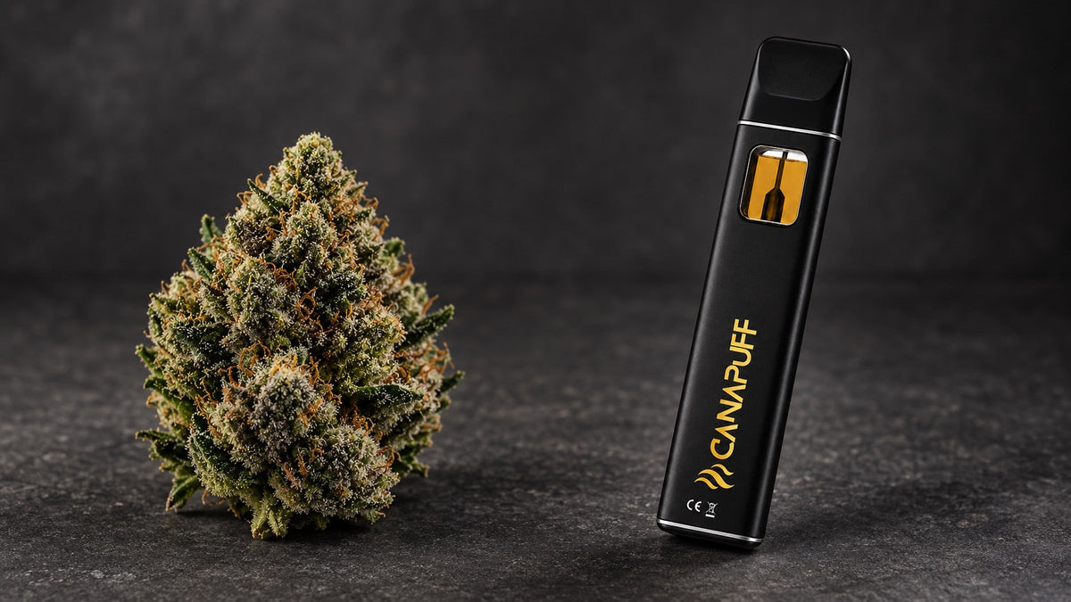 THCA Flower vs THCA Vape: Which Product Format Is Right for You?