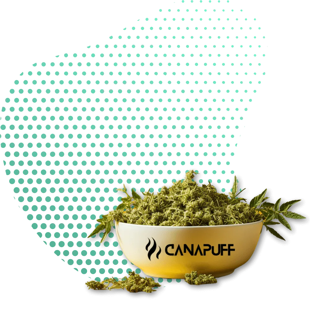 Canapuff Virágzat-Canapuff
