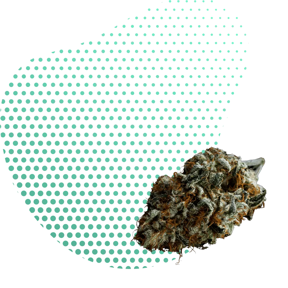 10-OH-THC Virágzat-Canapuff