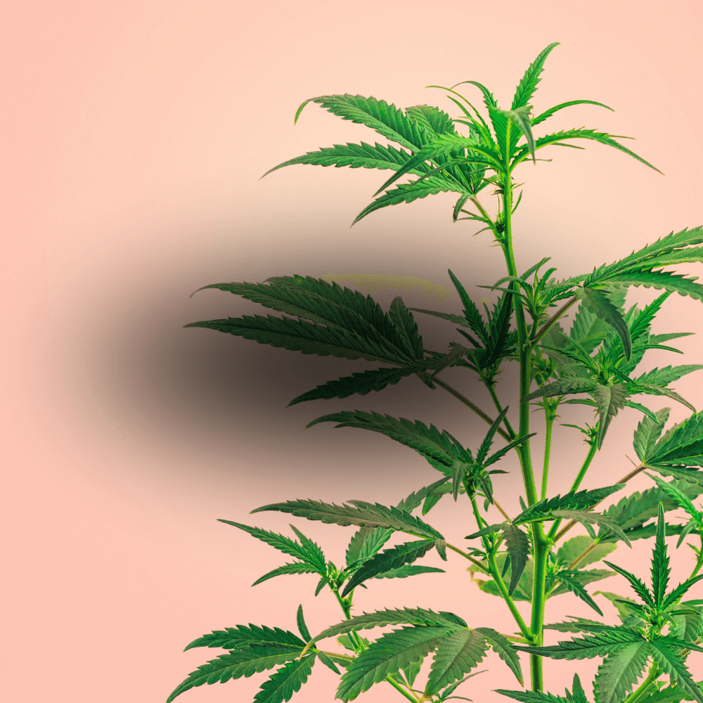 Cannabis Virágzat Canapuff