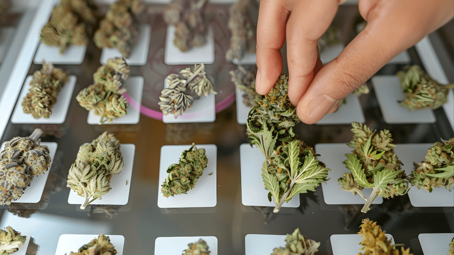 Vásárolj Cannabis-t Hamburgban