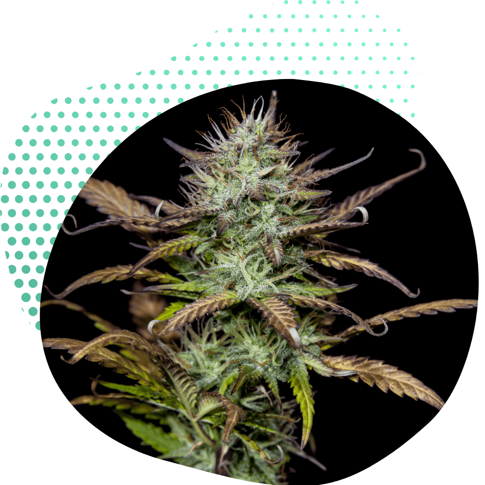 A 10-OH-HHC Virágzat előnyei