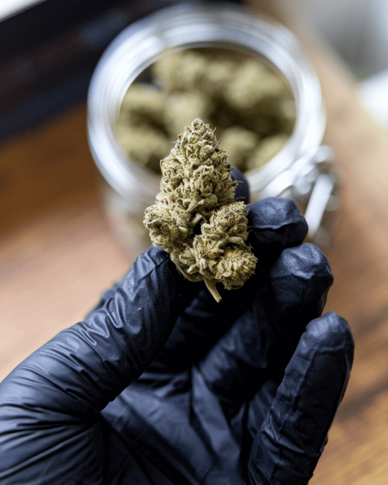 Legális a Cannabis Németországban?