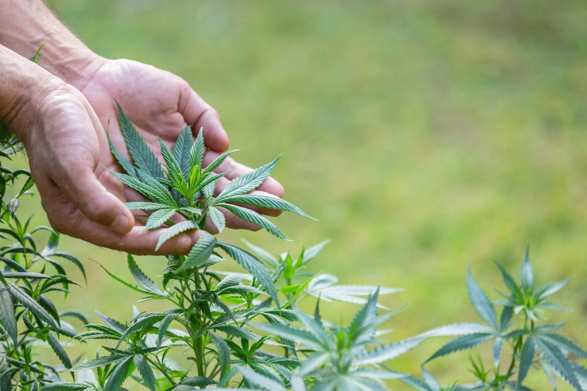 A kannabisz trimmelés művészete: Útmutató technikákhoz és gondozáshoz-Canapuff