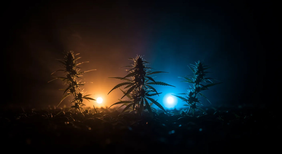Hogyan használd a 10-OH-HHC Virágzatot