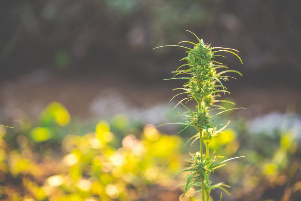 Cannabis növény