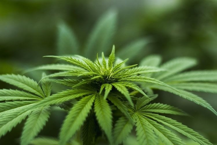 Is THC Legal in Europe? A Country-by-Country Breakdown