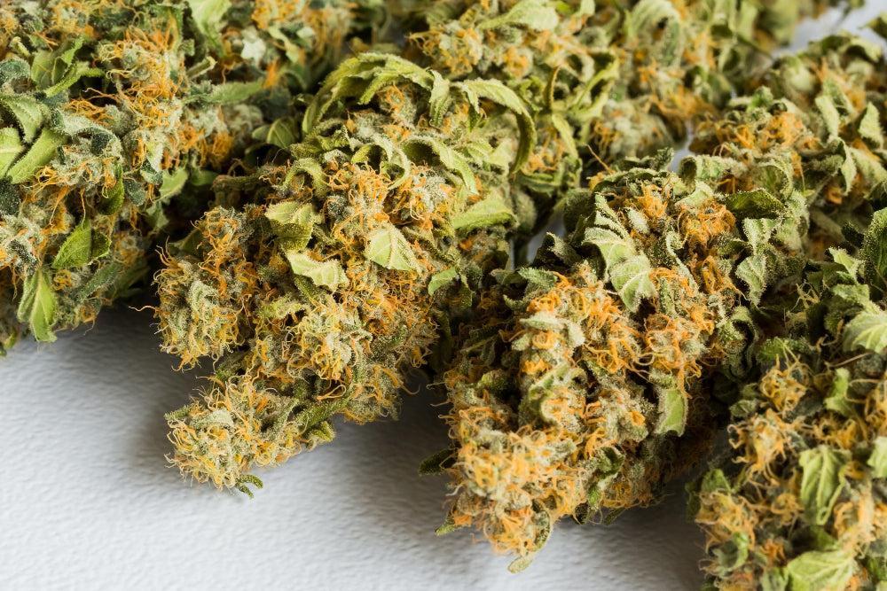 A magjaid élnek: így gondoskodj a Cannabis magokról-Canapuff
