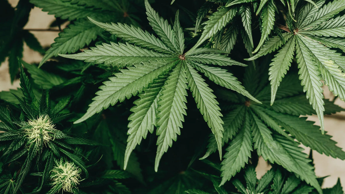 THCP HHC CBD különbség Canapuff