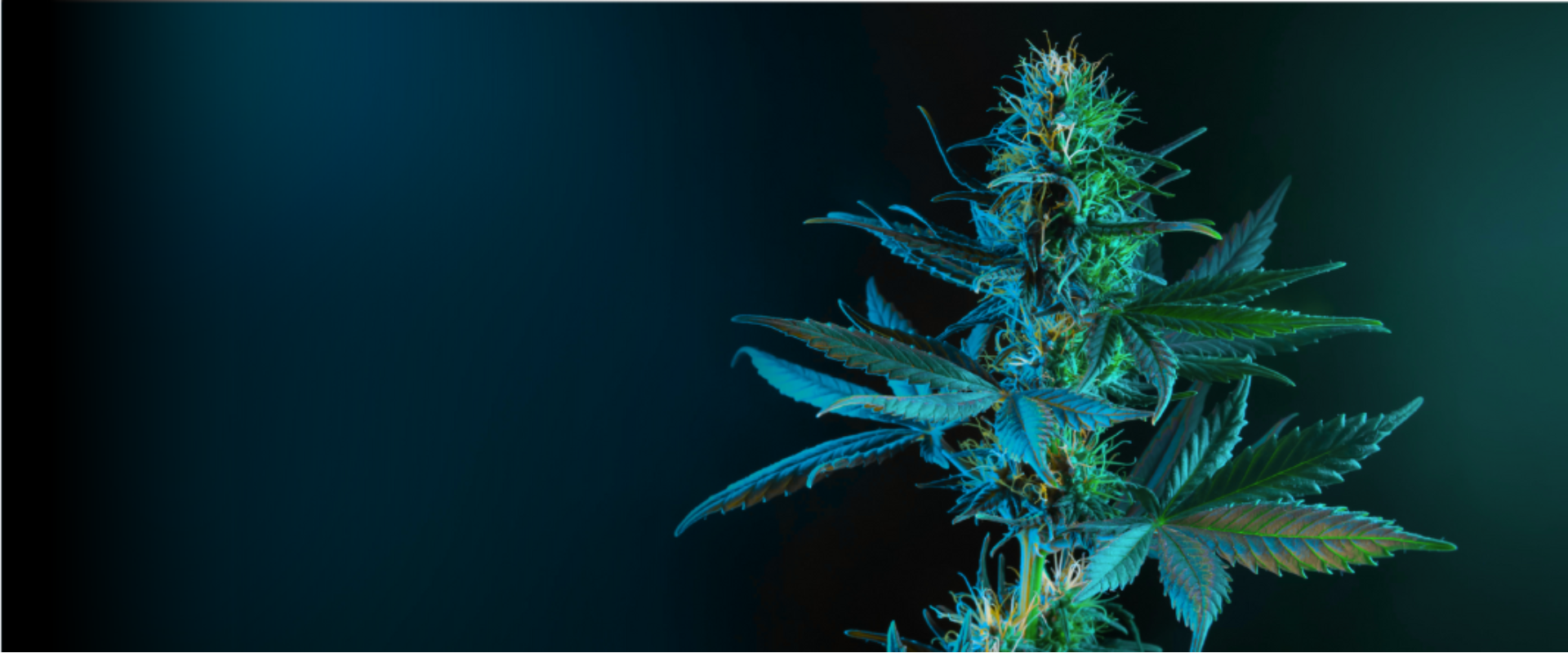 Cannabis növény sötét háttérrel