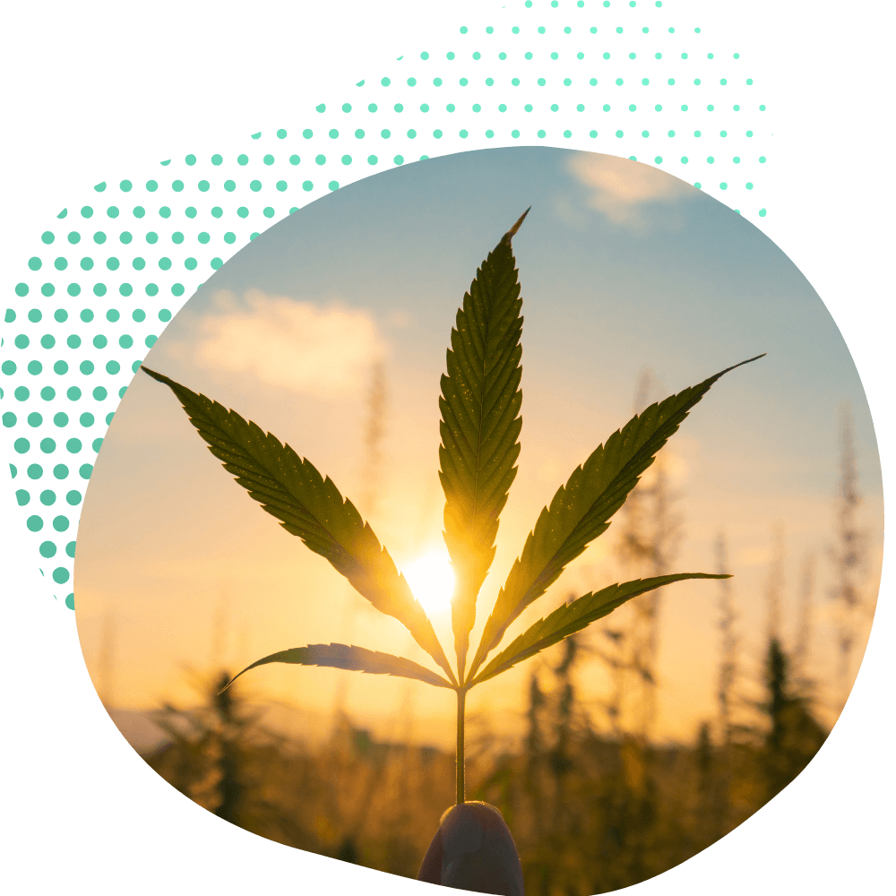 A THP420 Virágzat Hatásai