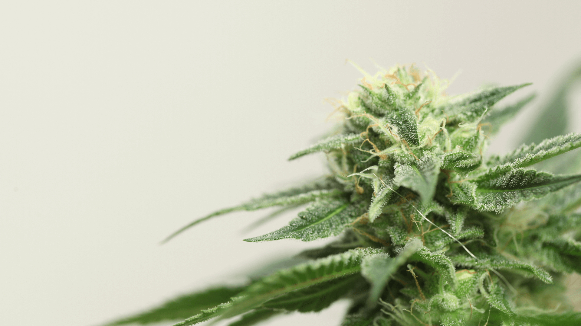 kapcsolat Canapuff Cannabis